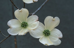 Flowering Dogwood flowers